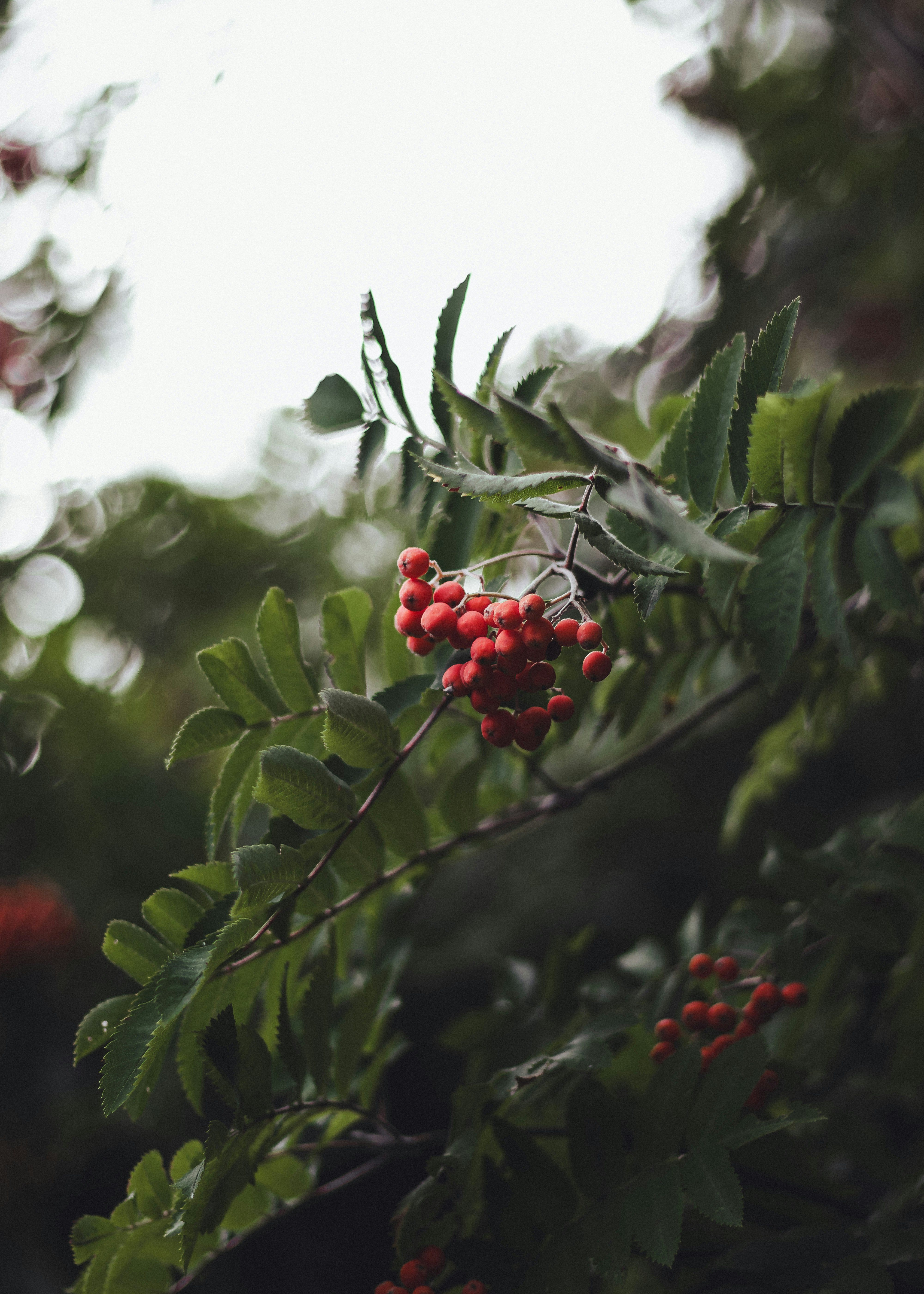 red round fruits on green tree during daytime